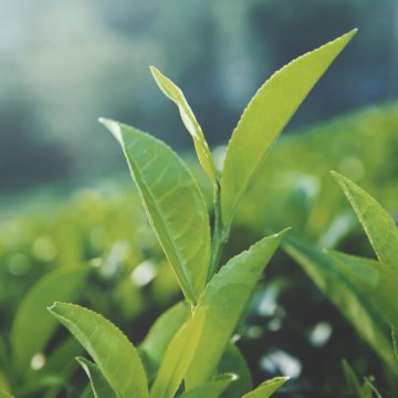 green-tea-leaves-in-sri-lanka