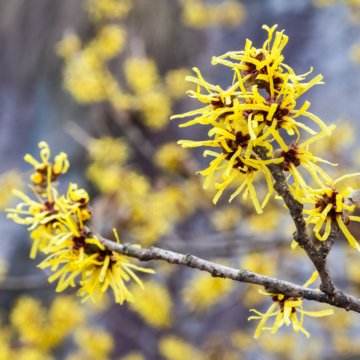 hamamelis mollis oliver