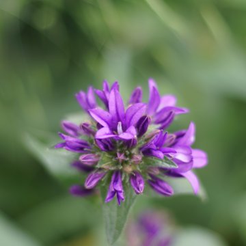 horizontal-closeup-shot-of-a-beautiful-purple-psoralea-flower-in-a-greenery-background