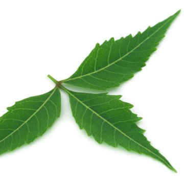 medicinal-neem-leaf