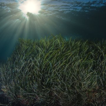 Seagrass posidonia oceanica in the Mediterranean sea