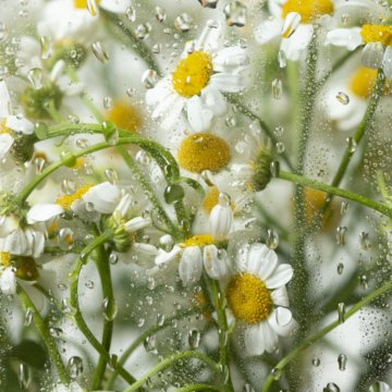 view-flowers-glass-with-water-drops