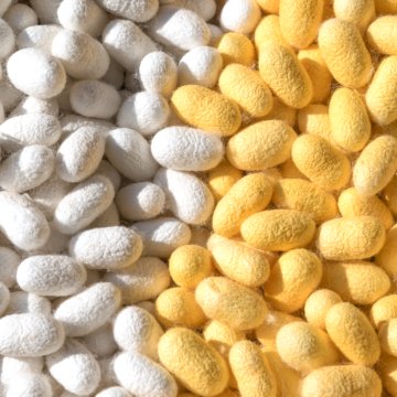 white and yellow silkworm cocoon